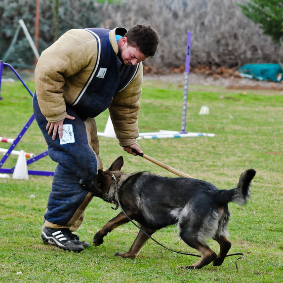 begleithund 550x550 1565446301