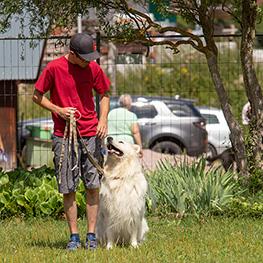 begleithund 550x550 1565446301