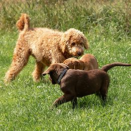 welpenstunde 1566741732