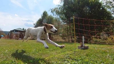 Einladung Hunderennen 2025